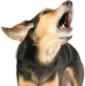 Barking Issues?